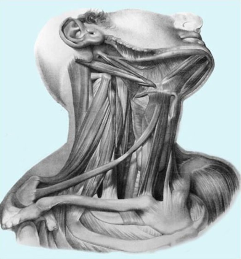 Mordida disfuncional: causa de algunas enfermedades de origen desconocido, donde aplica