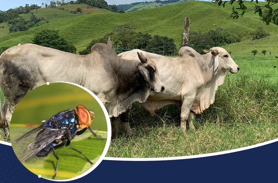 Costa Rica confirma su tercer caso de gusano barrenador en humanos