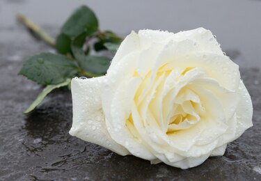 En memoria de Analida (Chispa) de Roux de Watson