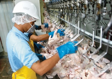 Ajustan producción avícola por bajo consumo