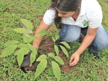 Sembrarán  40 mil árboles en  un día