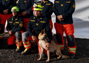 Cuatro patas en busca de vida