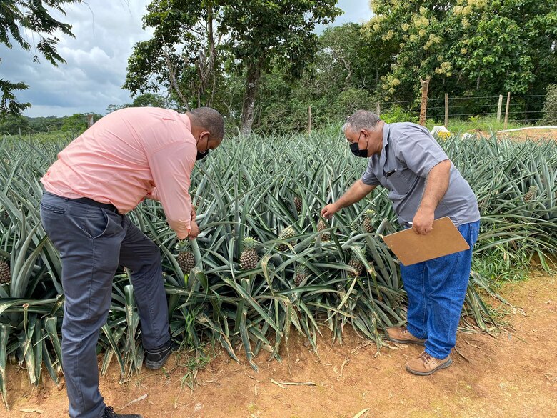 La piña panameña llegará a Nueva Zelanda