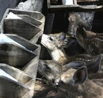 Sequía en California podría aumentar encuentros con fauna