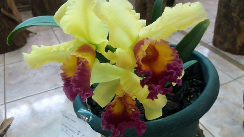 Unas 3 mil personas visitan la Feria de las Orquídeas en Boquete