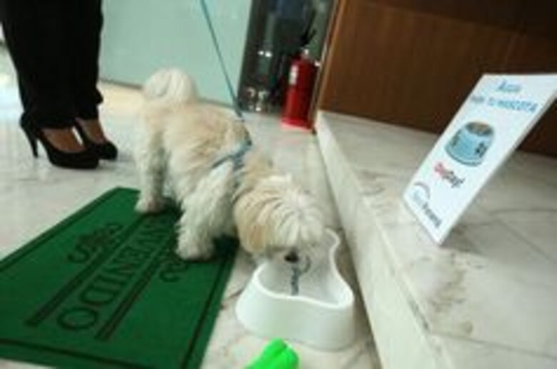 Empresas 'pet friendly' en Panamá reciben a 'clientes' perrunos