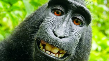 Pleito legal por populares selfis de un mono