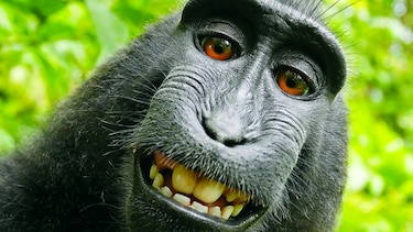 Pleito legal por populares selfis de un mono