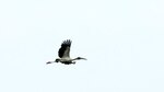 El día de las aves