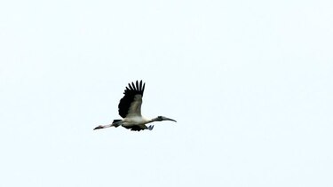 El día de las aves