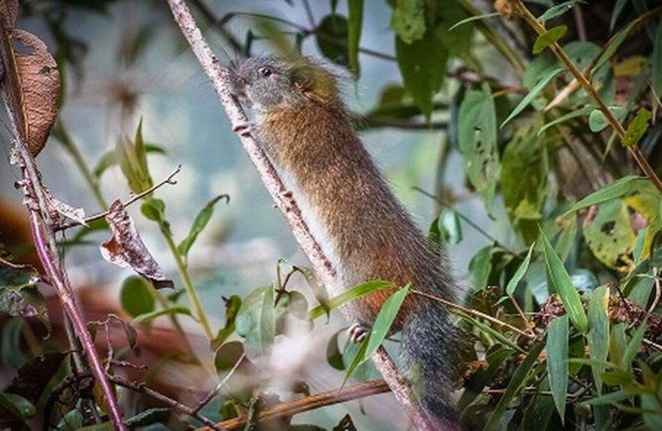 Perú: reaparece la 'rata bambú' en Machu Picchu