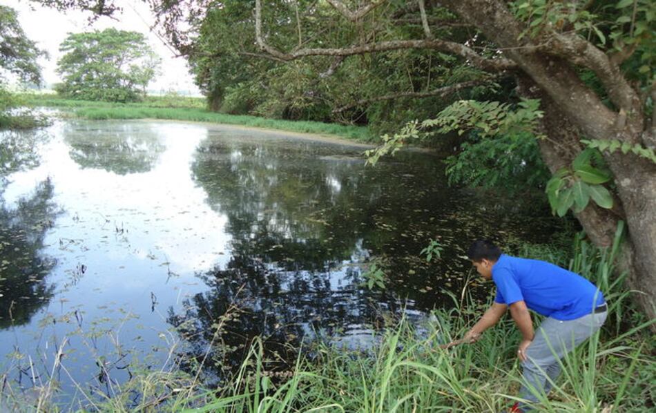 Esperan resultados de pruebas para determinar causas de muerte de peces en Herrera