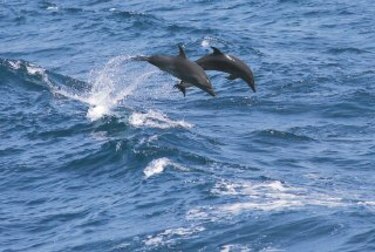 Debajo del mar, la vida es más difícil