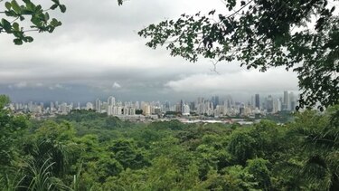El bosque y la lluvia
