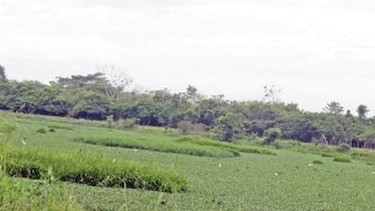 Laguna de oxidación amenaza a davideños