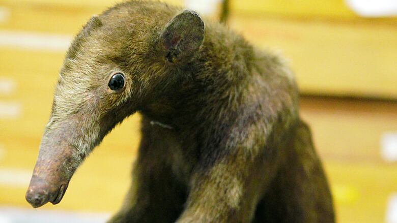 El valor de una colección zoológica