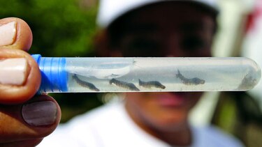 Virus de ‘patas blancas’