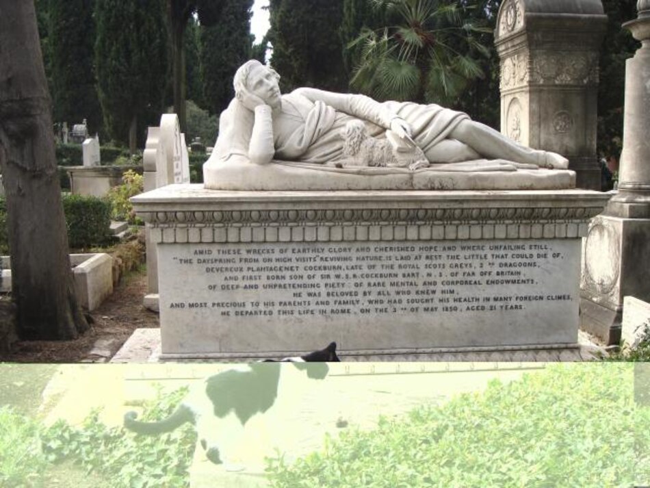 Los gatos de Roma están protegidos por ley