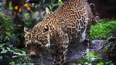 Localizados en Indonesia cuatro leopardos de Java