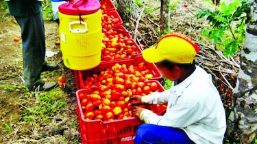 Detectan a menores en labores de riesgo en Renacimiento