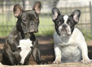 Tecnología de utilidad en los perros