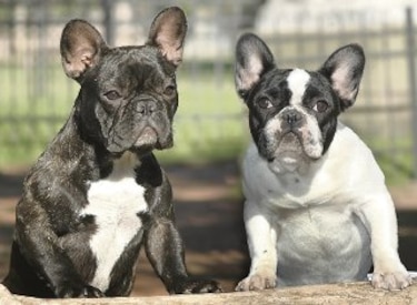 Tecnología de utilidad en los perros