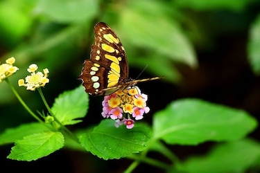 Dos jardines preservan la biodiversidad de las mariposas panameñas