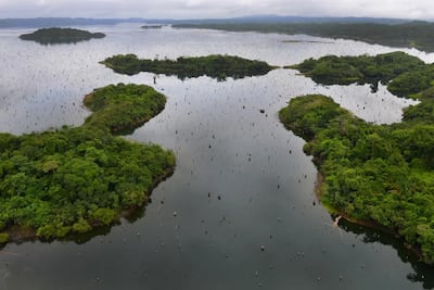 El Lago Gatún y el pez ‘sargento’