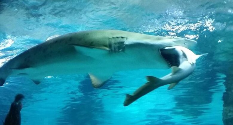 Acuario: tiburón hembra se come al macho