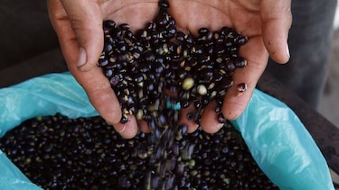 Guandú, un alimento sano y versátil