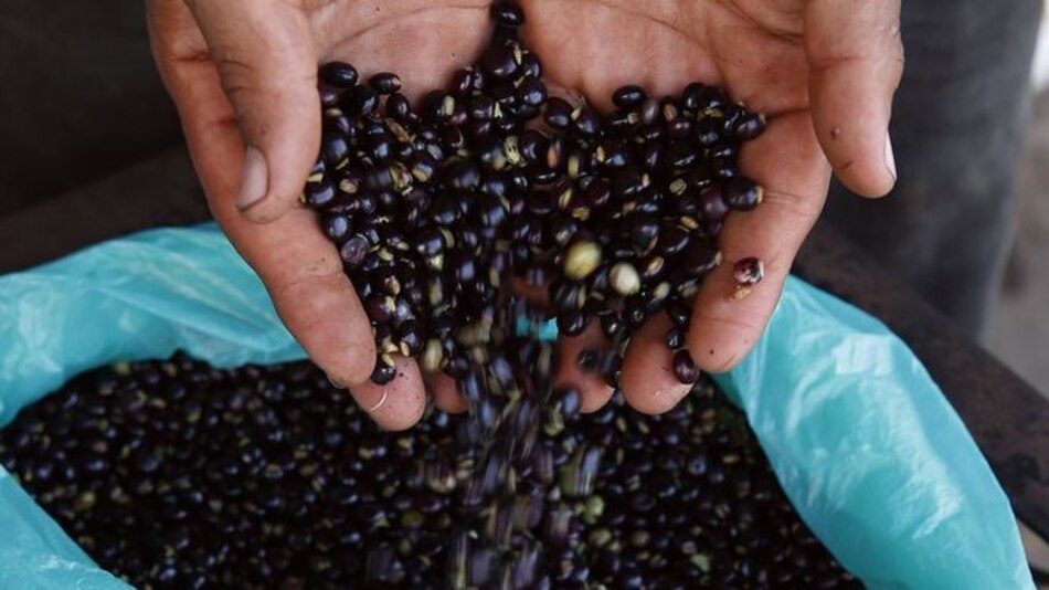 Guandú, un alimento sano y versátil