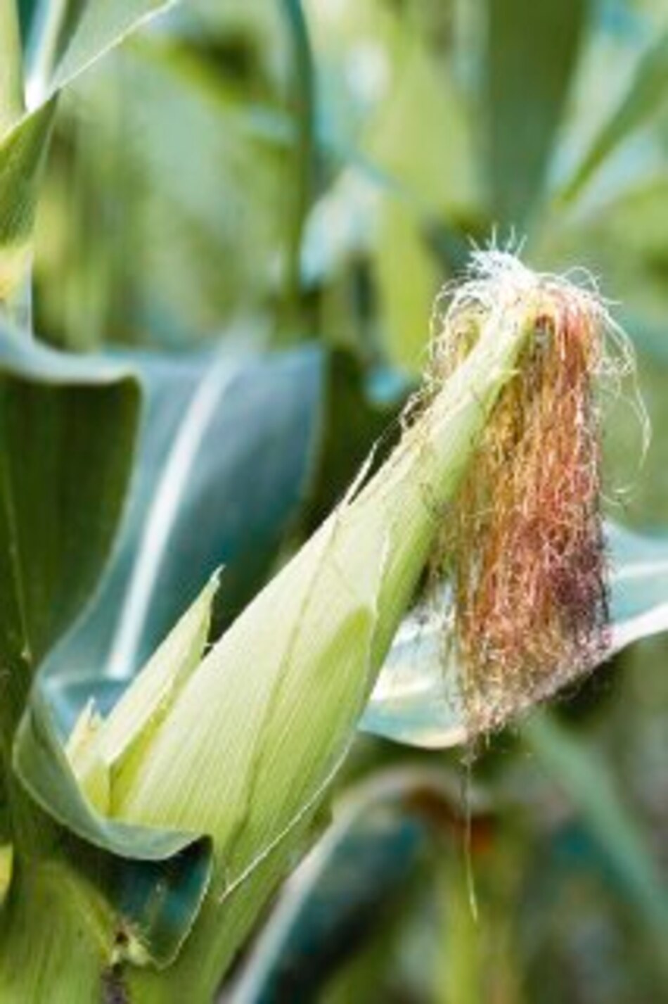 Brasil afronta el cambio climático