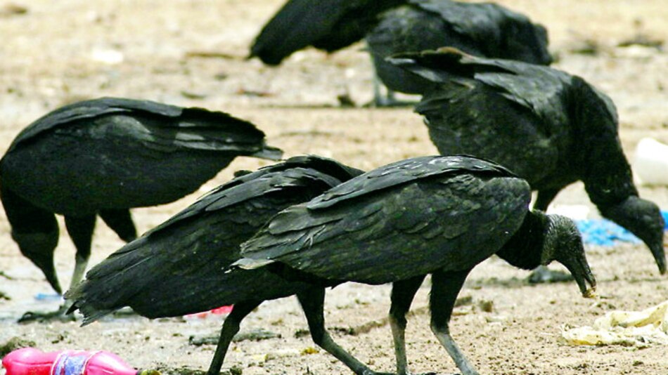 Gallinazos, contra la polución en Perú