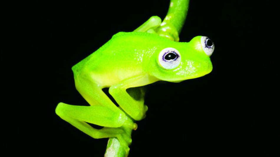 Ranas de ‘cristal’ en Costa Rica