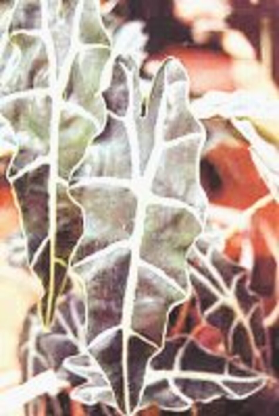 Glosario de plantas de interior para que su hogar luzca mejor