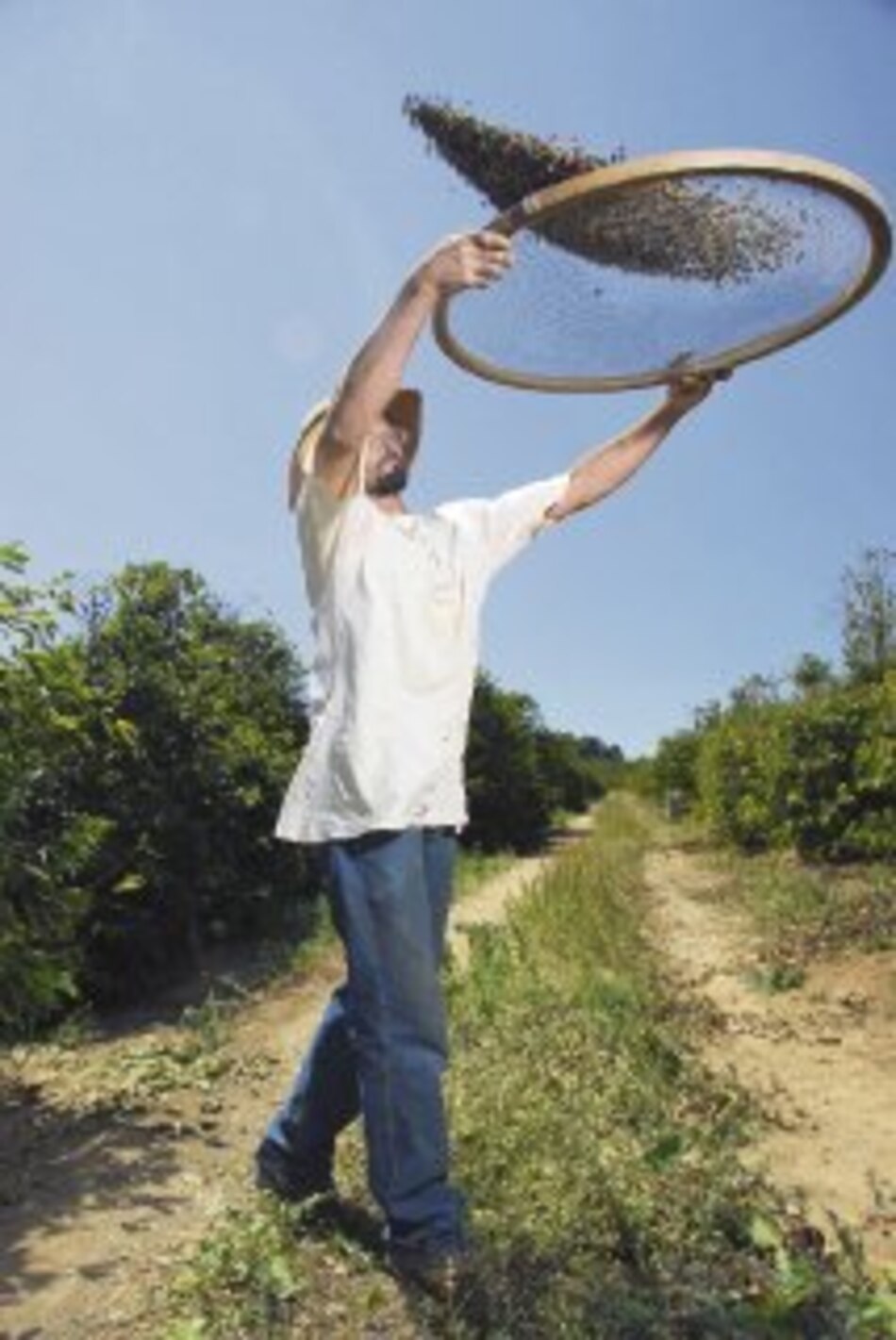 Sequía afectará cafetales brasileños