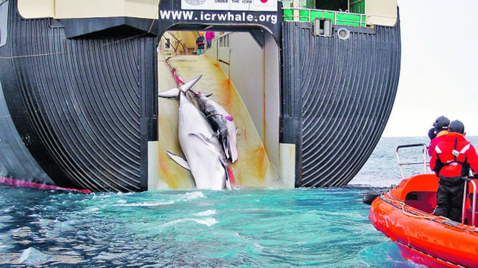 Impacta video de balleneros