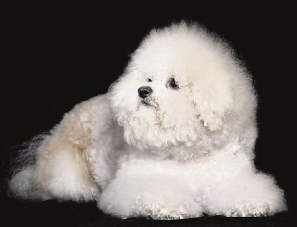El Bichon Frisé