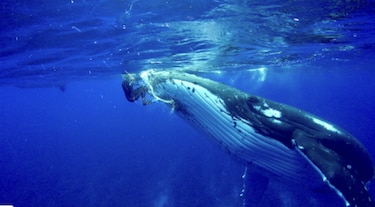 Bióloga marina dice que una ballena la protegió de tiburón