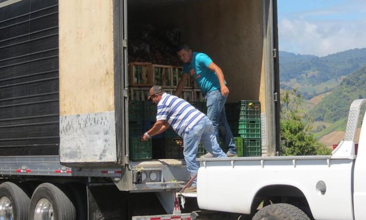 Productores envían más de 150 mil cajas de legumbres a todo el país