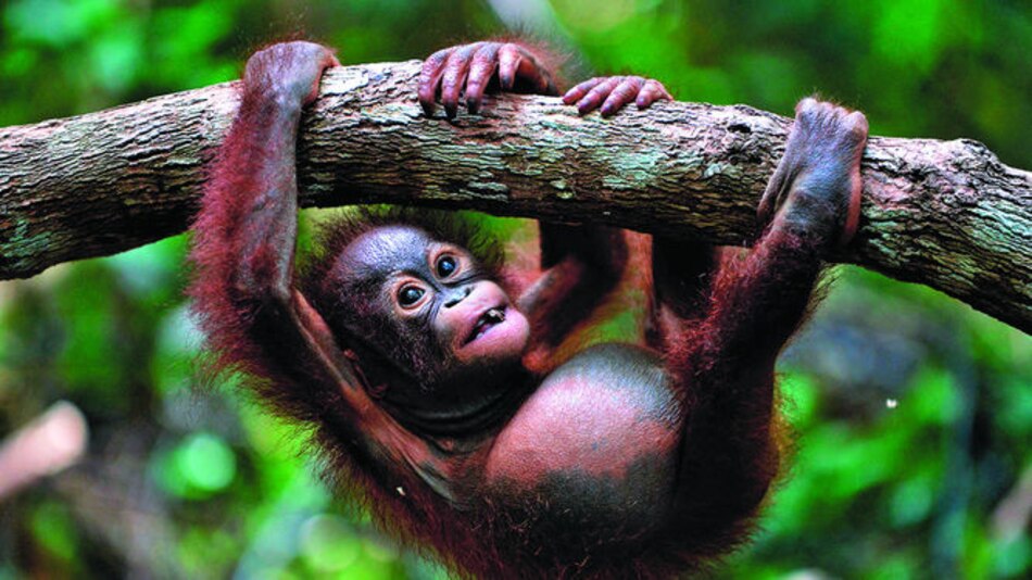 Escuela para orangutanes