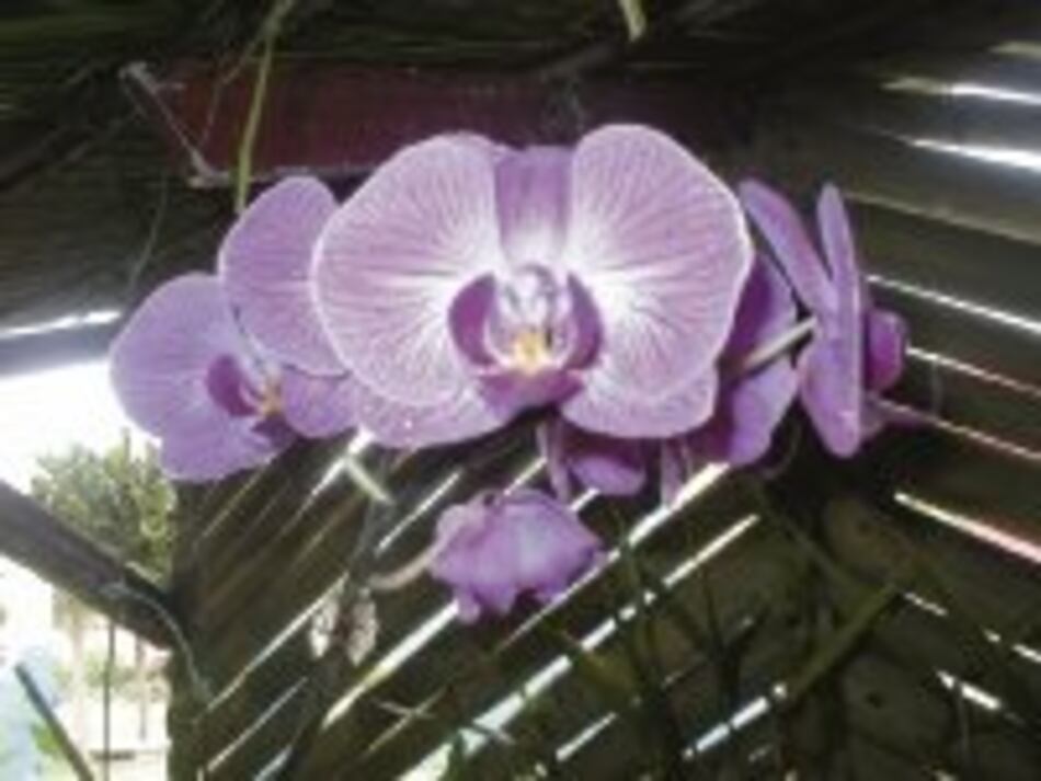 ¡A conservar la flor nacional!