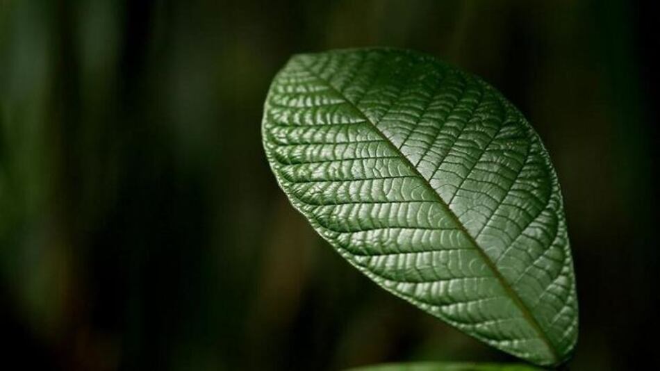 Celebridades, seducidas por el medio ambiente