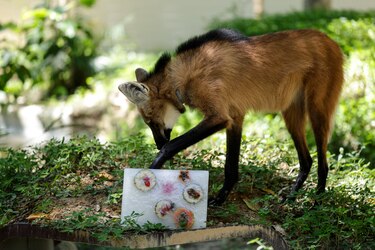 Zoológico de Brasil da helados de carne a los animales para mitigar el calor