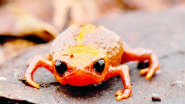Descubren especie de sapo minúsculo en Brasil