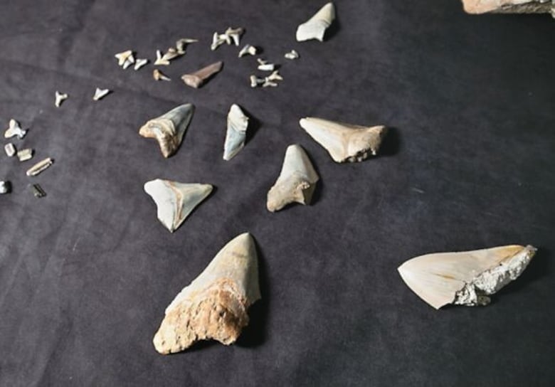 Paleontólogos por un día