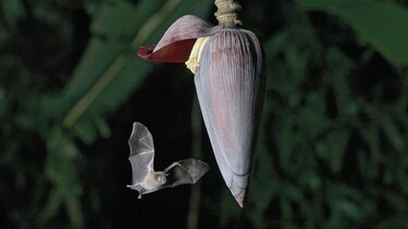 Confirman 8 especies de murciélagos en Coiba