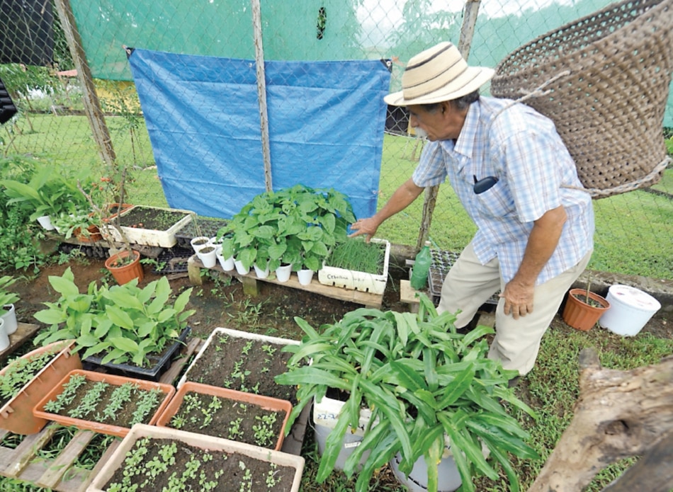 Proyecto busca fomentar los huertos urbanos en la capital