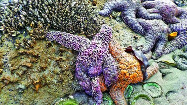 Mueren las estrellas de mar