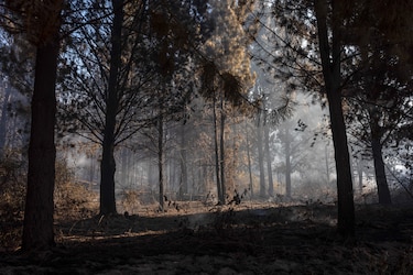 Más de 500 brigadistas trabajan en extinguir el fuego en la Patagonia Argentina